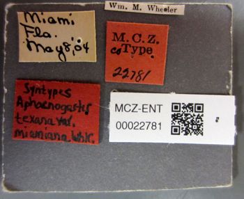 Media type: image;   Entomology 22781 Aspect: labels